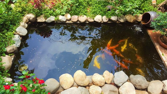 Thiết kế thi công hồ cá koi tại nghệ an đẹp giá rẻ
