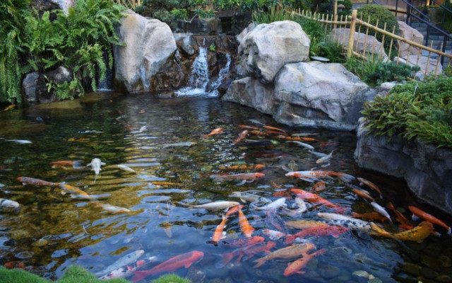 Thiết kế thi công hồ cá koi tại nghệ an đẹp giá rẻ