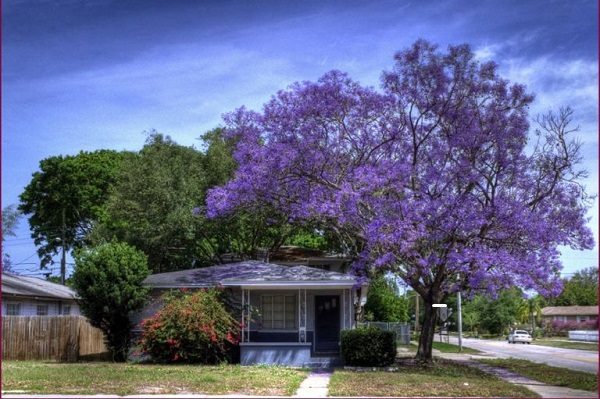 dịch vụ trồng cung cấp cây cảnh cho biệt thự tại nghệ an hà tĩnh 5